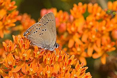 《守望先锋2》第13赛季先导预告 预计11月16日上线